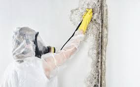 Professional Mold Remediation in Shenandoah, IA